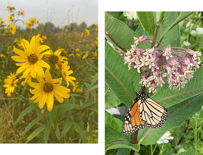 A close up of flowers and a butterfly