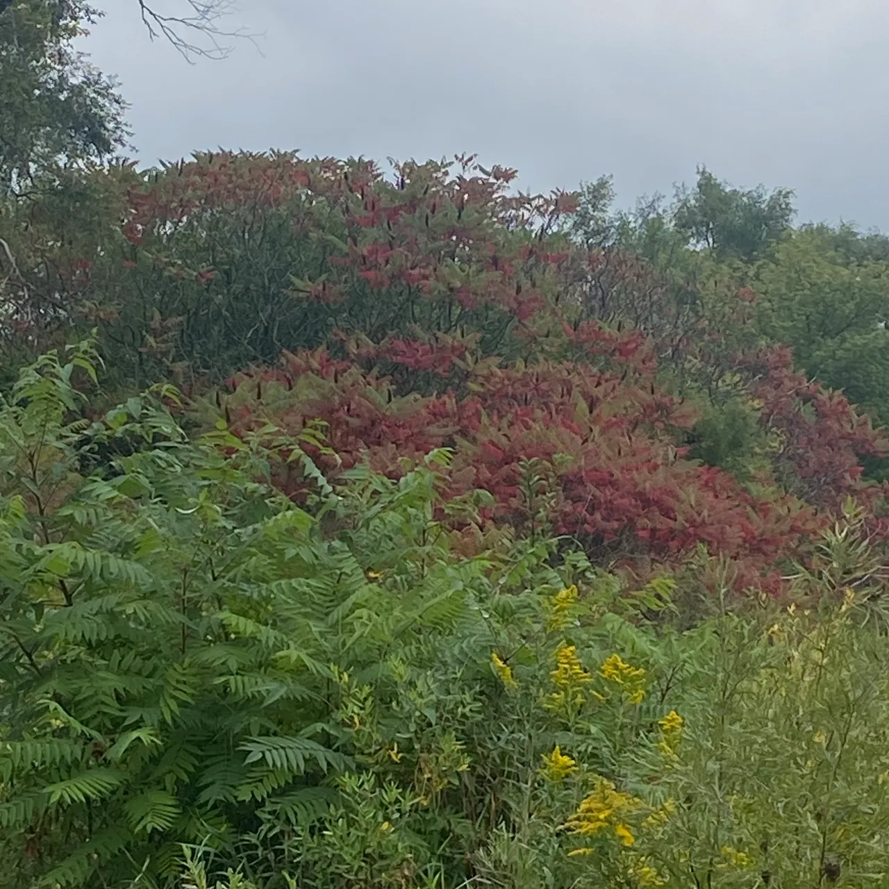 A view of trees and plants in the distance.