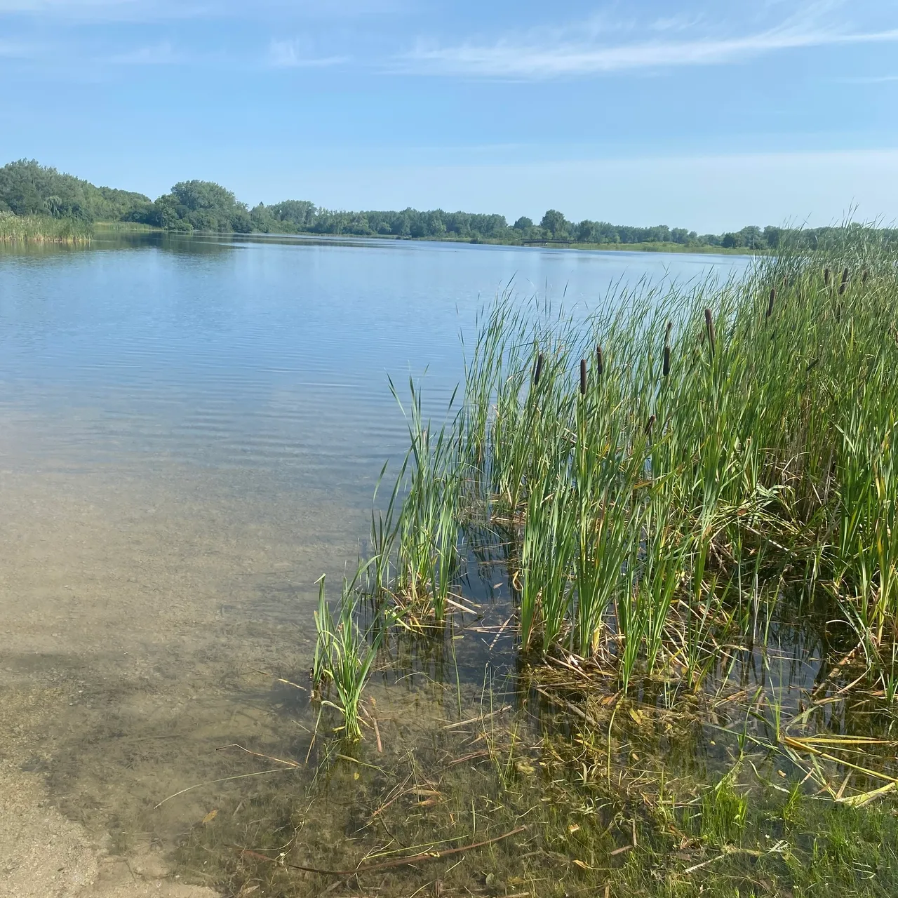 A body of water with grass growing on it.