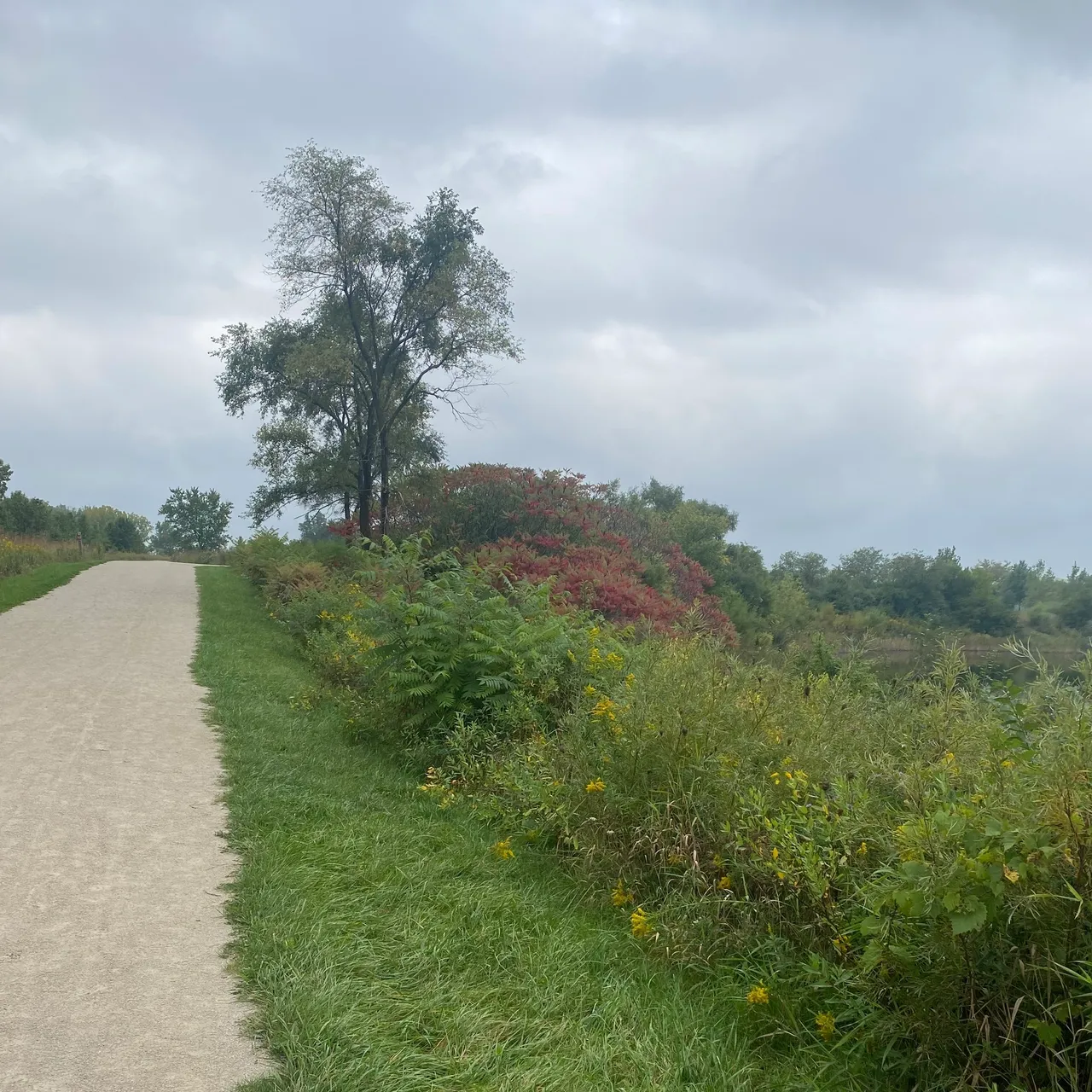 A dirt road with grass and trees on the side.