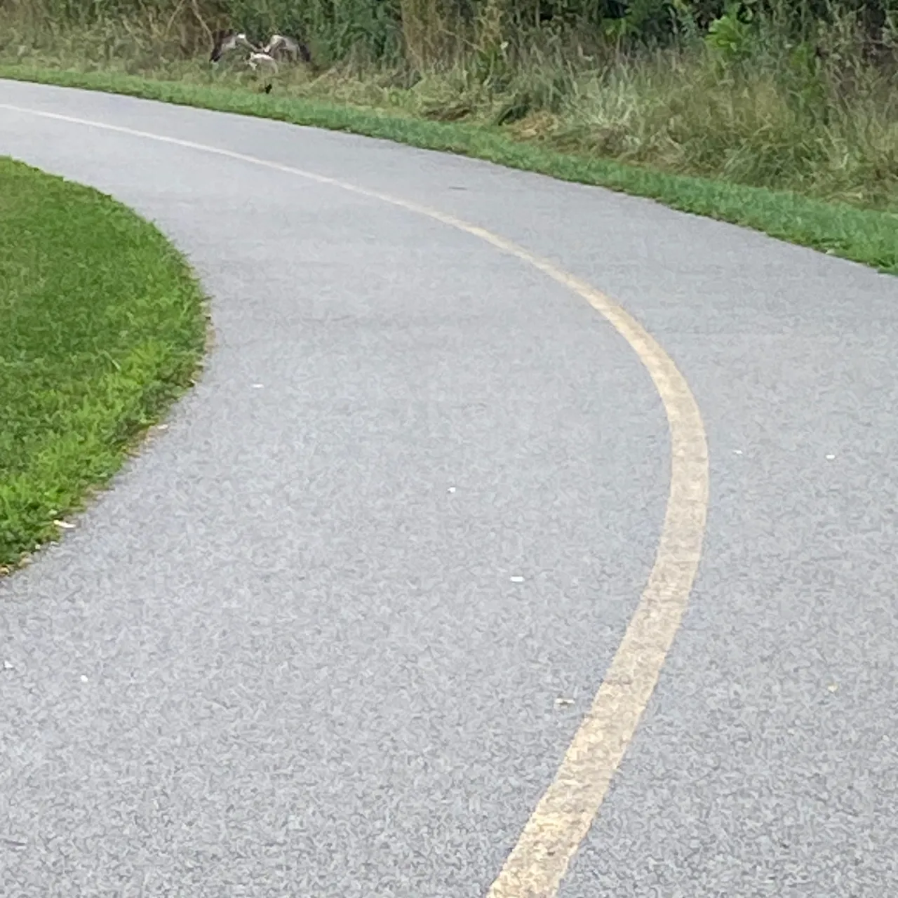 A road with yellow lines on the side of it.