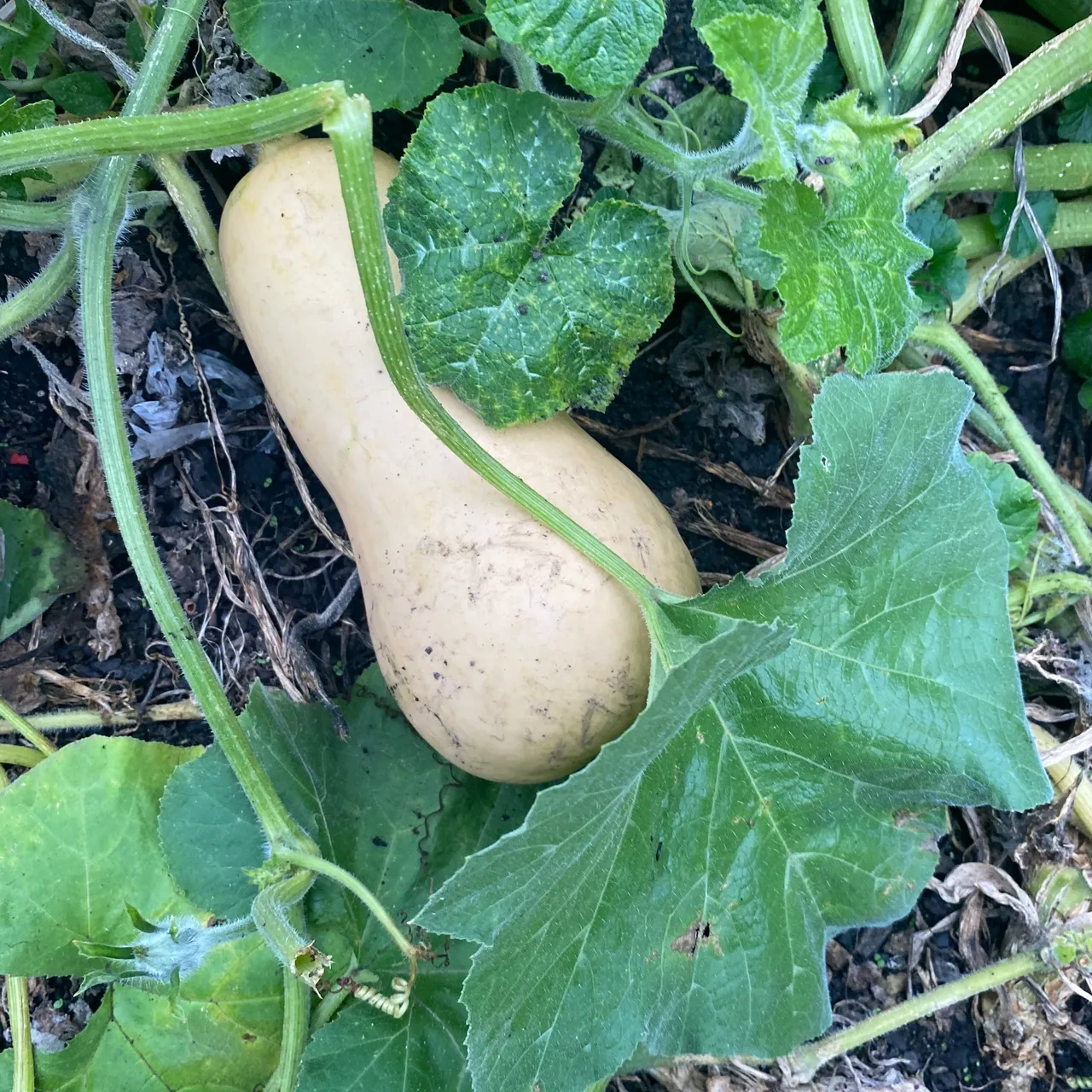 A squash is growing in the ground with leaves.