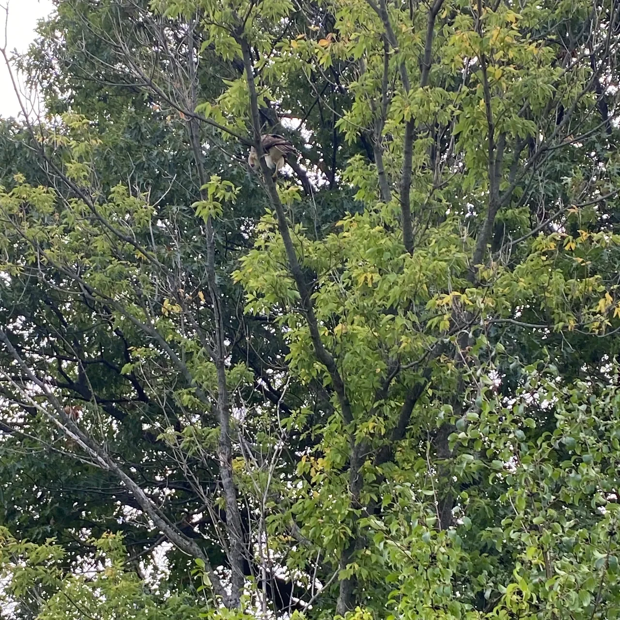 A tree with green leaves and white branches.