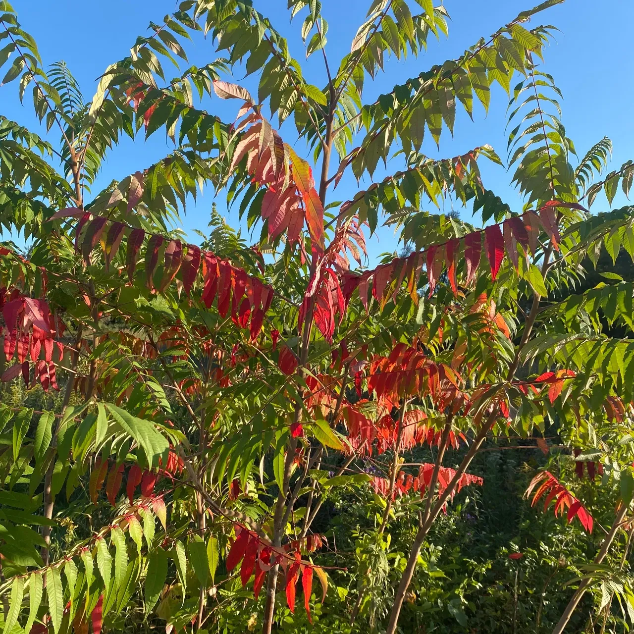 A close up of some leaves on trees