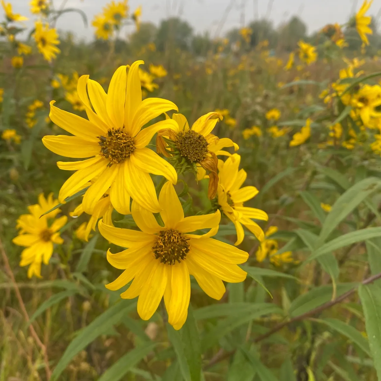 A field of yellow flowers with green leaves.