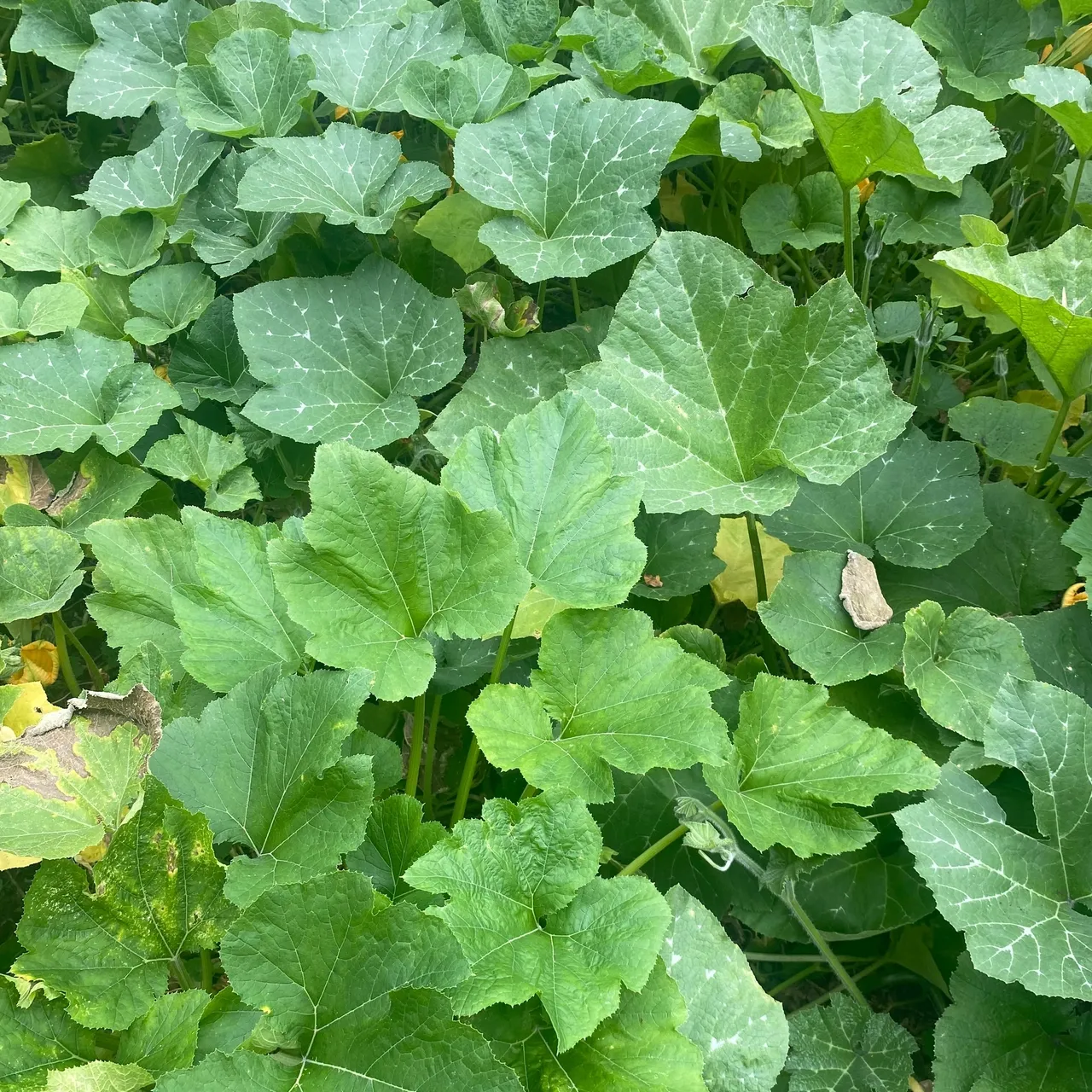 A close up of green leaves on the ground