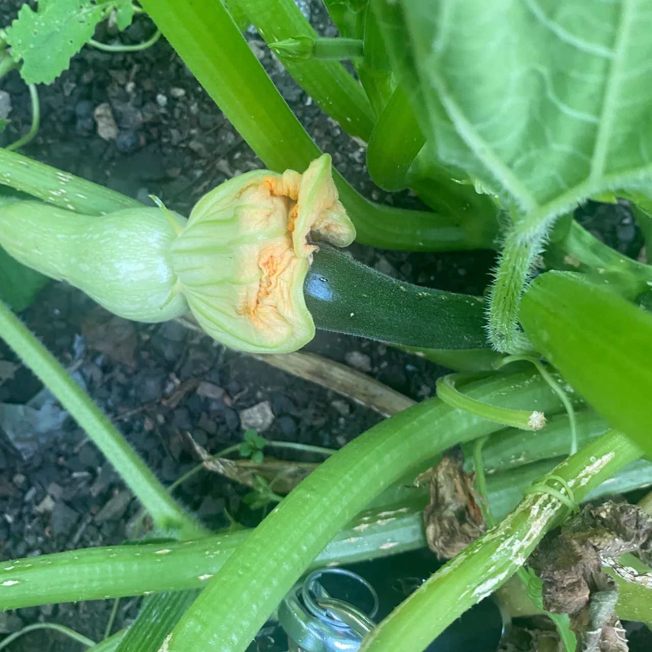 A close up of an unripe cucumber