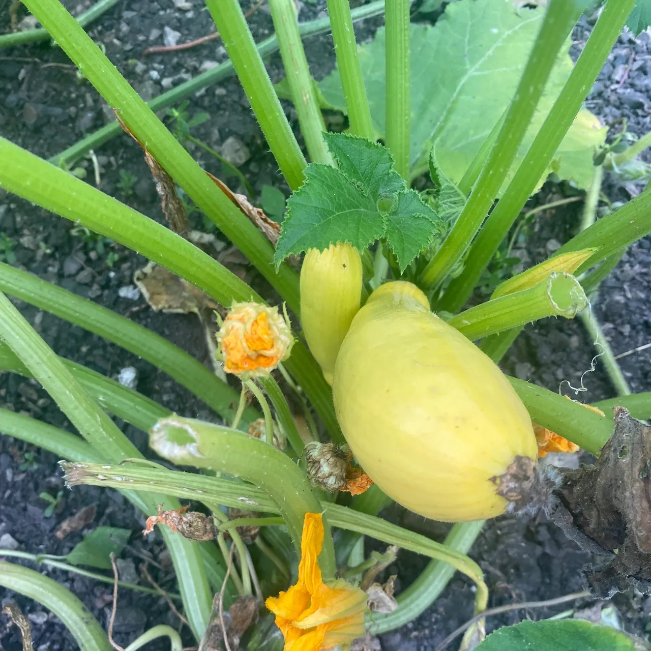 A plant with yellow flowers and green leaves.