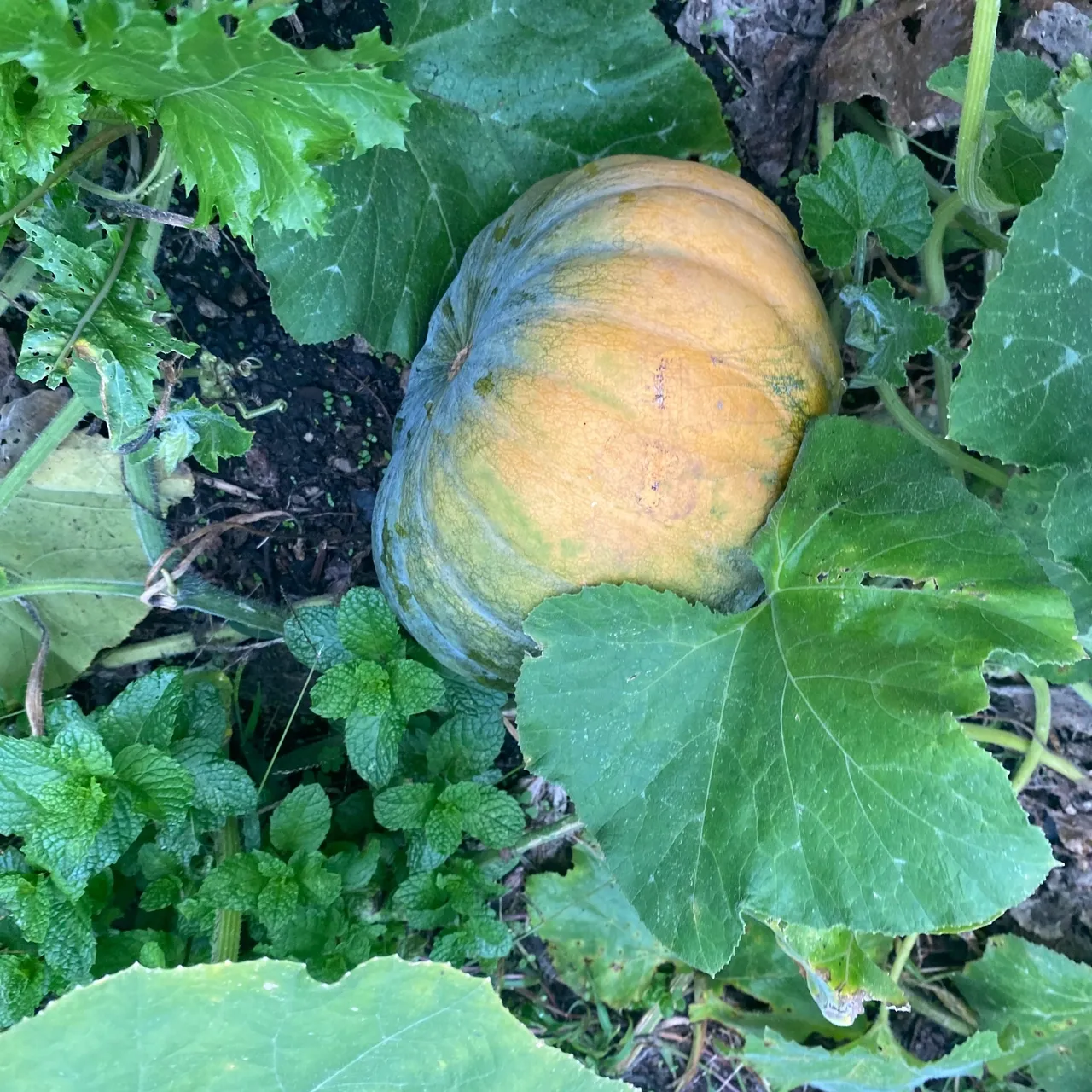 A pumpkin is growing in the ground.