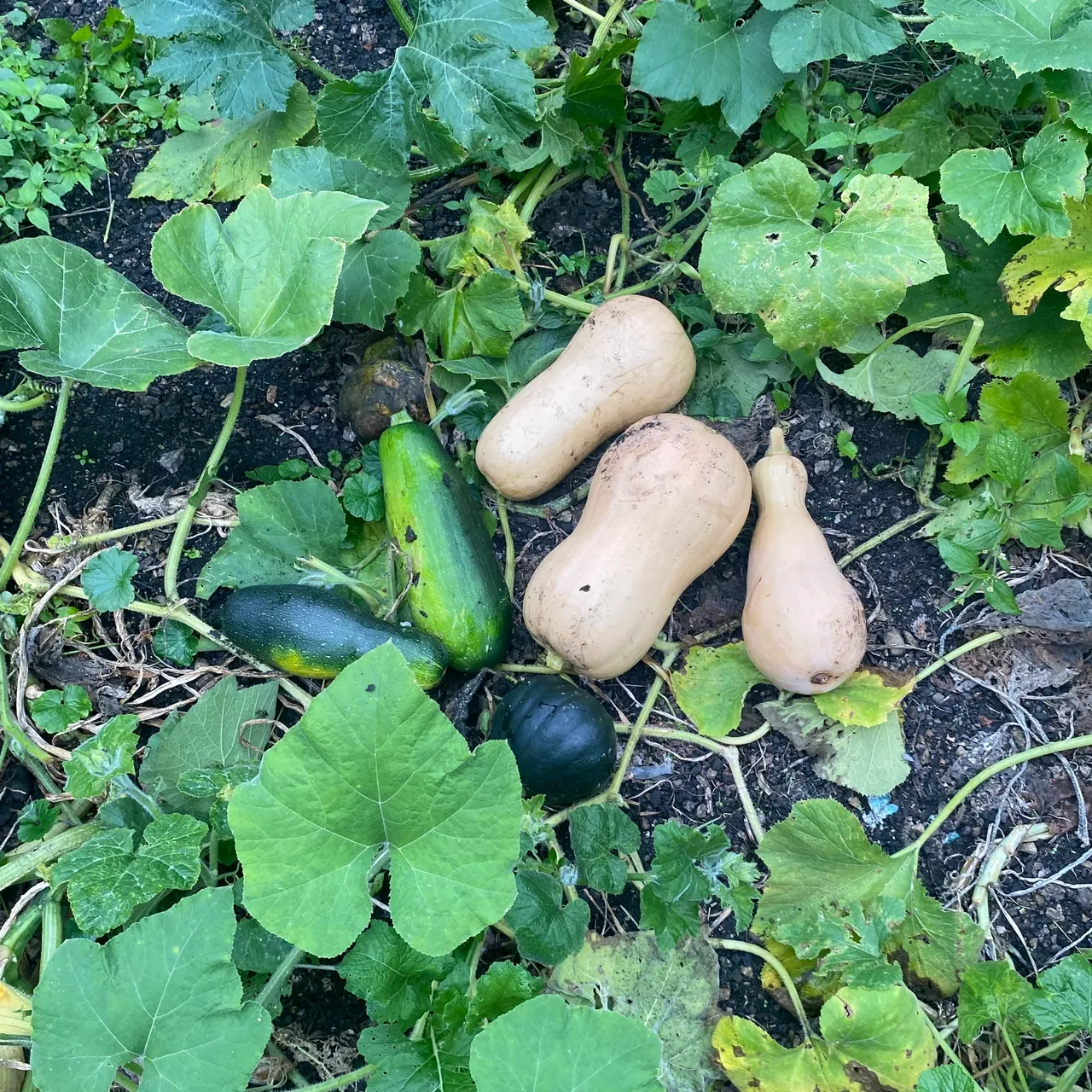 A group of vegetables that are sitting in the grass.