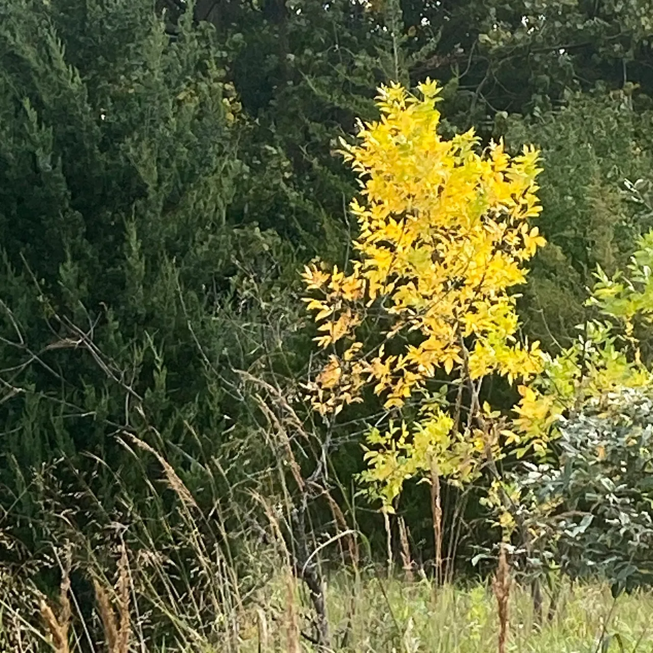 A yellow tree in the middle of some grass