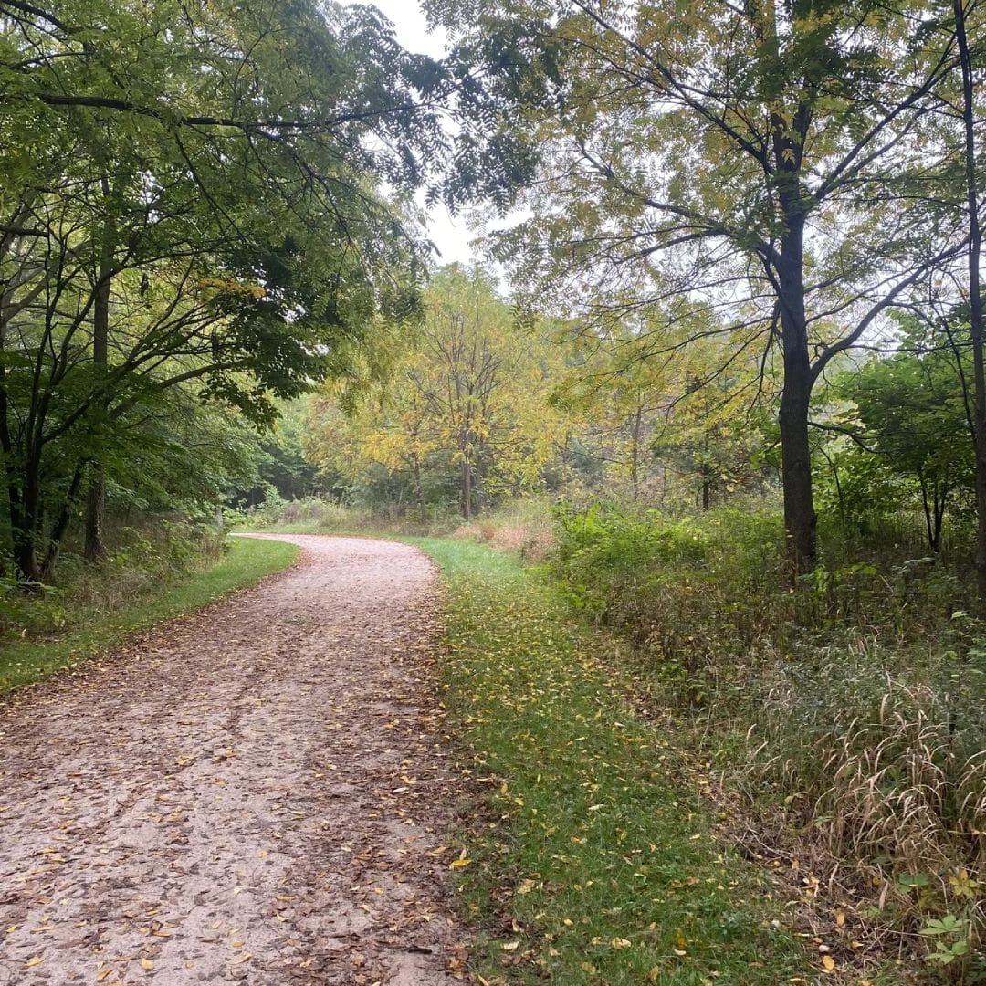 A dirt road with trees and grass on both sides.