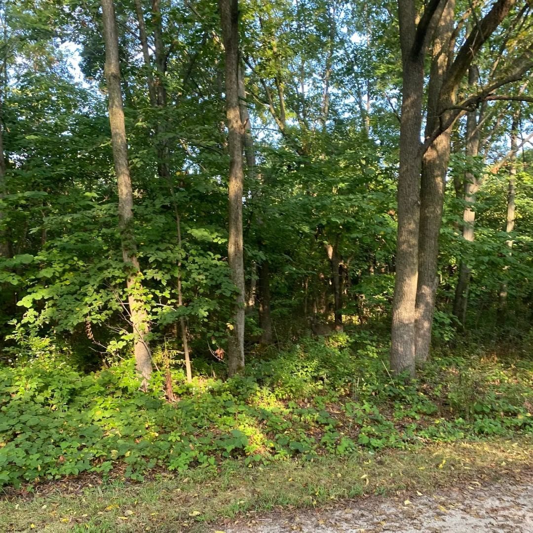 A forest with trees and bushes in the background.