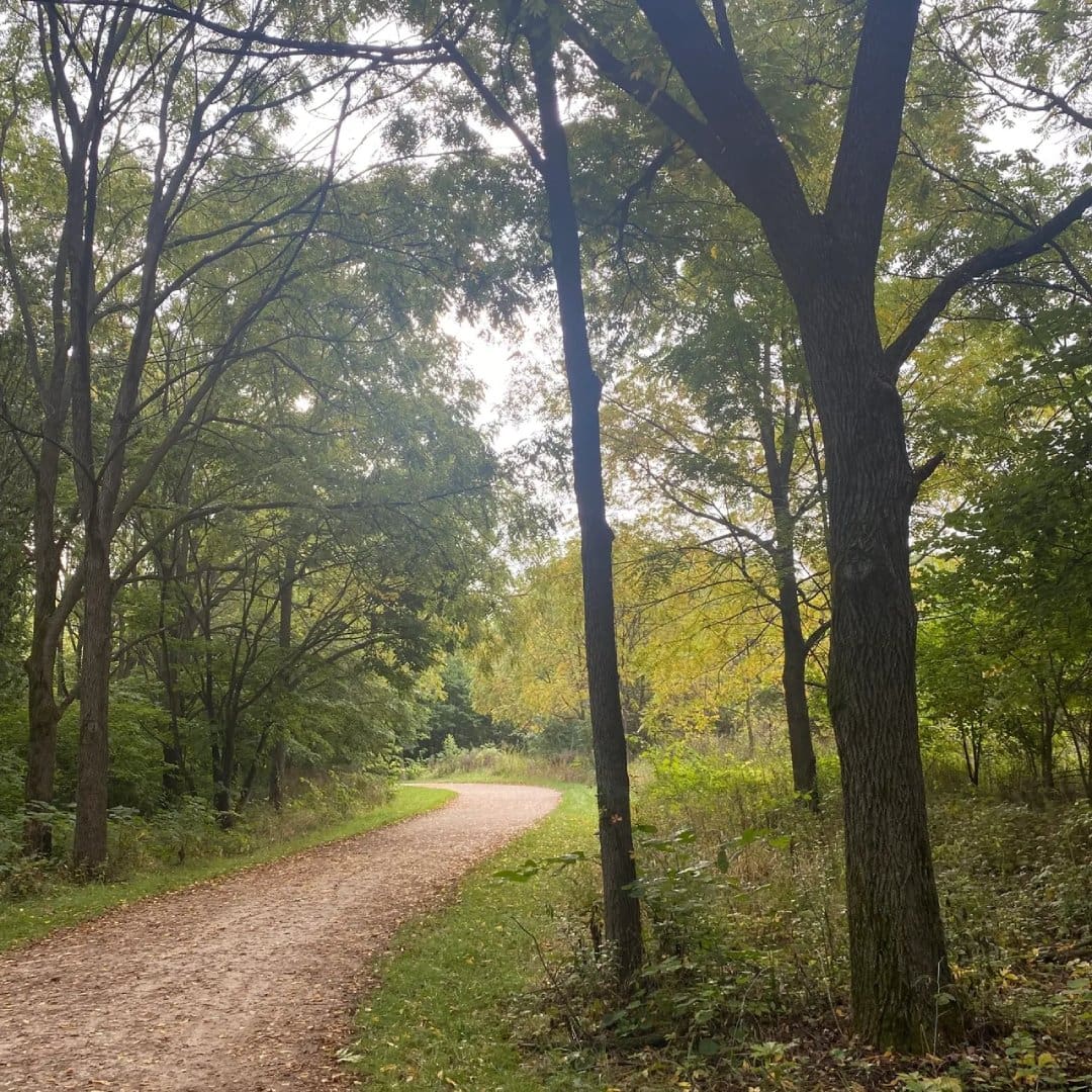 A dirt road through the woods with trees in the background.