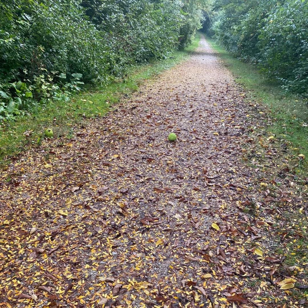 A trail with leaves on it and trees in the background.